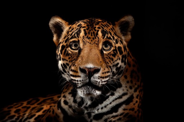 Animal-Portraits-by-Vincent-J-Musi-18-634x422_zps77d31c0c