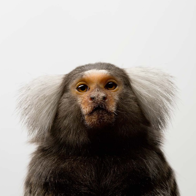 Animal-Portraits-by-Vincent-J-Musi-09_zps6ec1a798