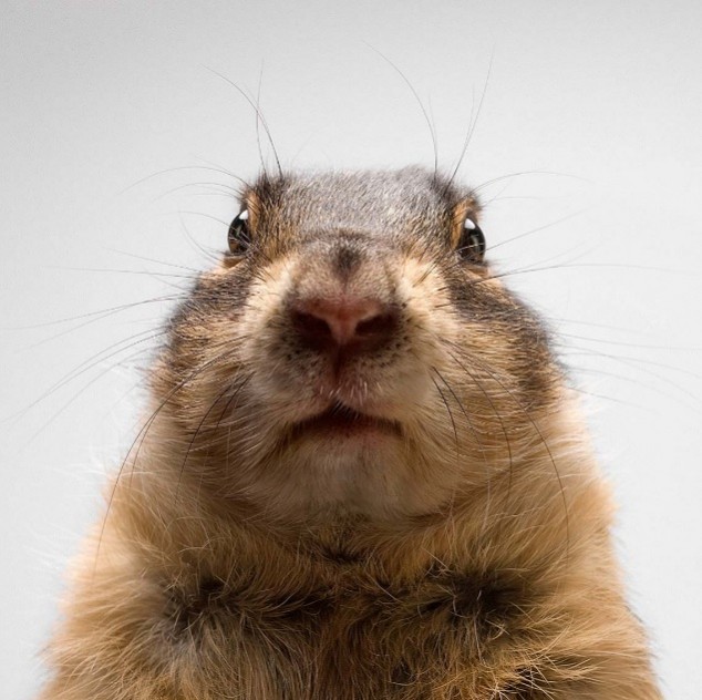 Animal-Portraits-by-Vincent-J-Musi-23-634x632_zpscfe556c0