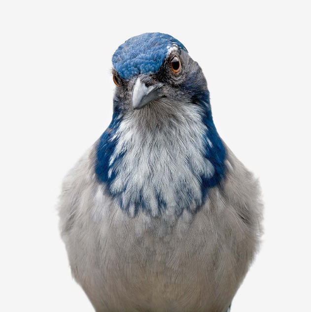 Animal-Portraits-by-Vincent-J-Musi-21_zps0515a9a7