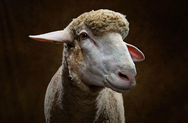 Animal-Portraits-by-Vincent-J-Musi-27-634x421_zps0ce7e3e2