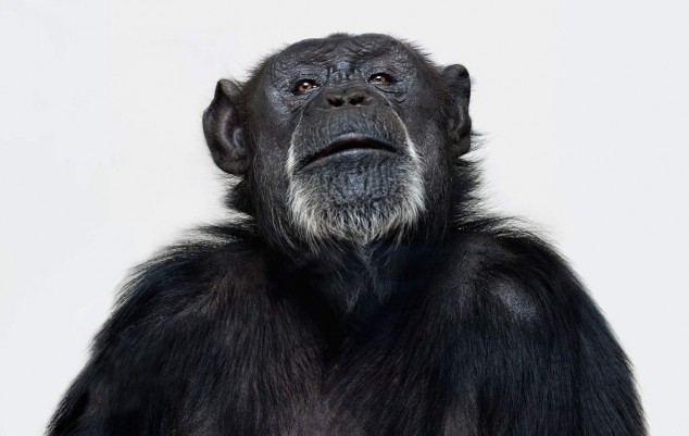 Animal-Portraits-by-Vincent-J-Musi-05-634x401_zps8be563b7