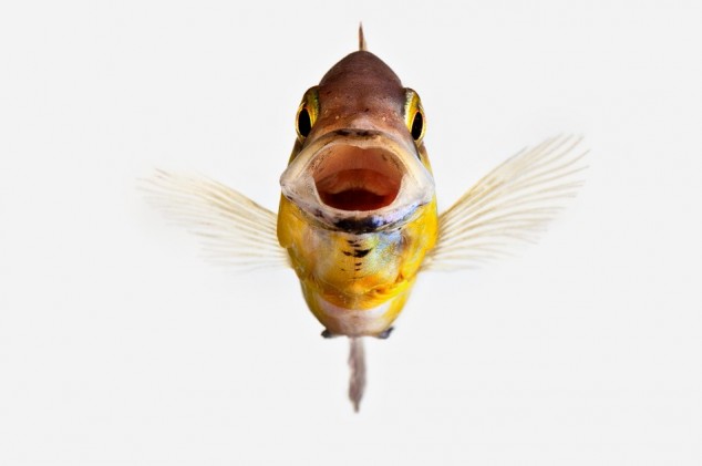 Animal-Portraits-by-Vincent-J-Musi-08-634x421_zps0e81d63f
