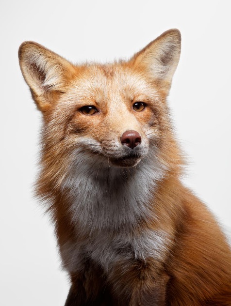 Animal-Portraits-by-Vincent-J-Musi-12_zps65c2a914