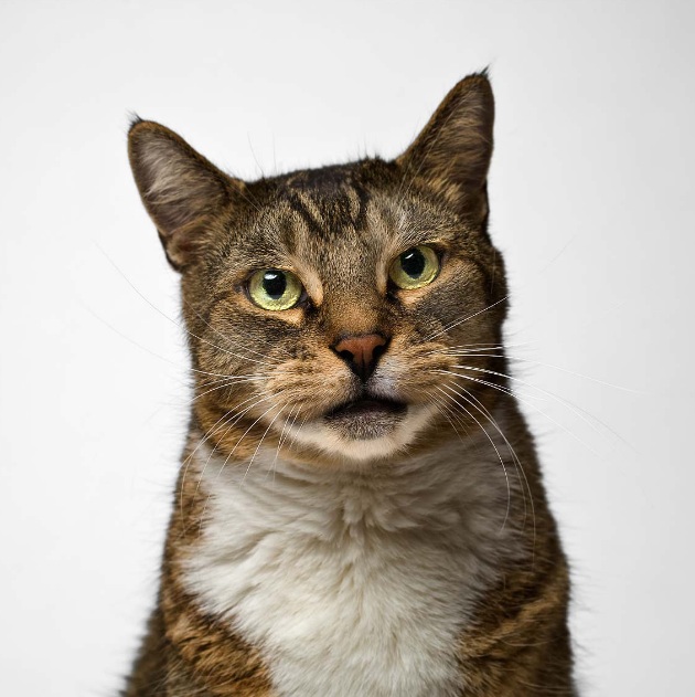 Animal-Portraits-by-Vincent-J-Musi-10_zpscc6c4c64