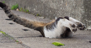 Japanese Photographer Captures Stray Cats Having Fun And Not Giving A Damn In The World