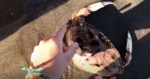 Uma família encontra um caranguejo preso em um anzol e eles fizeram de tudo para libertá lo   História de vídeo
